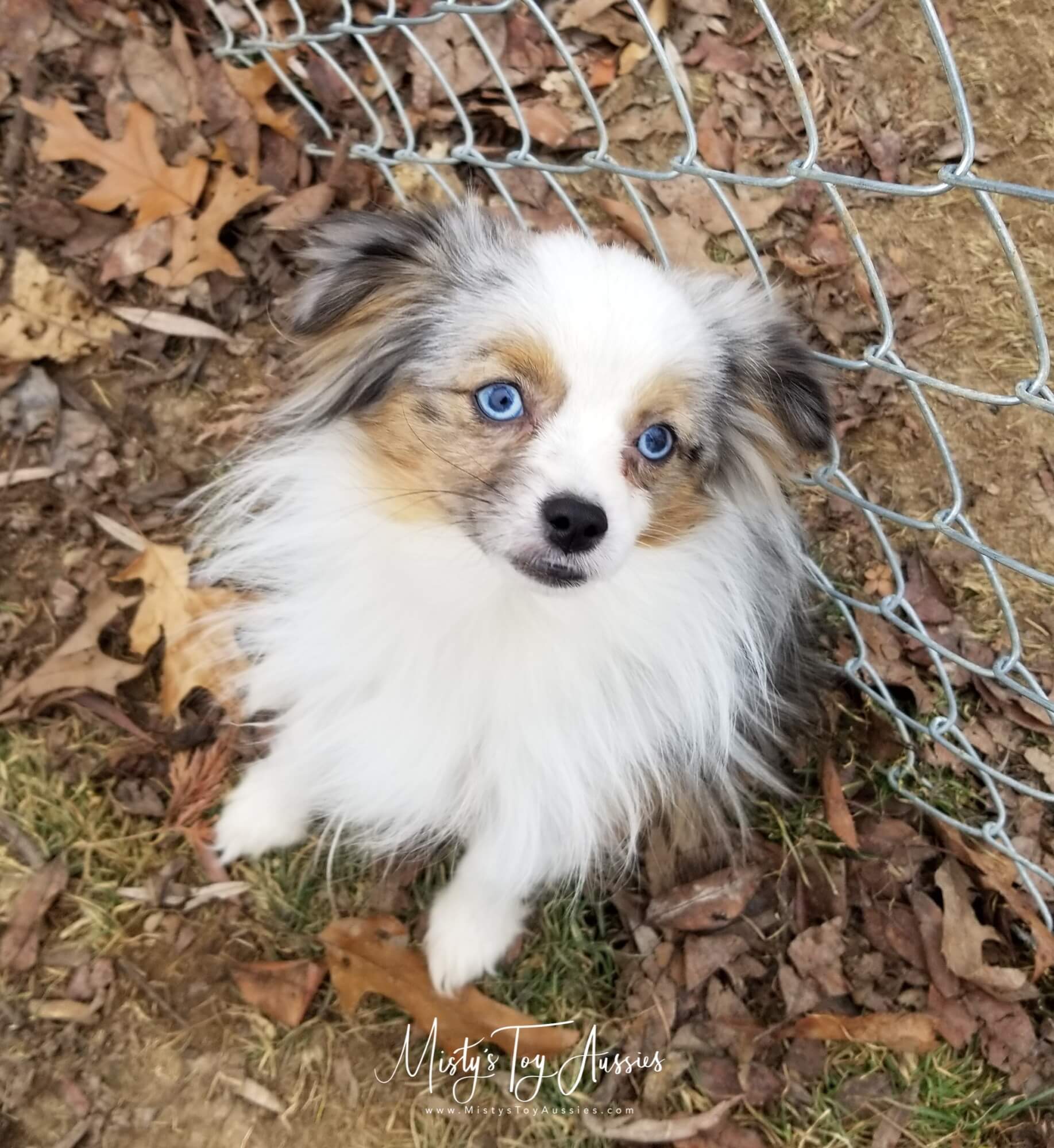 Puppy Nursery | Misty's Toy Aussies