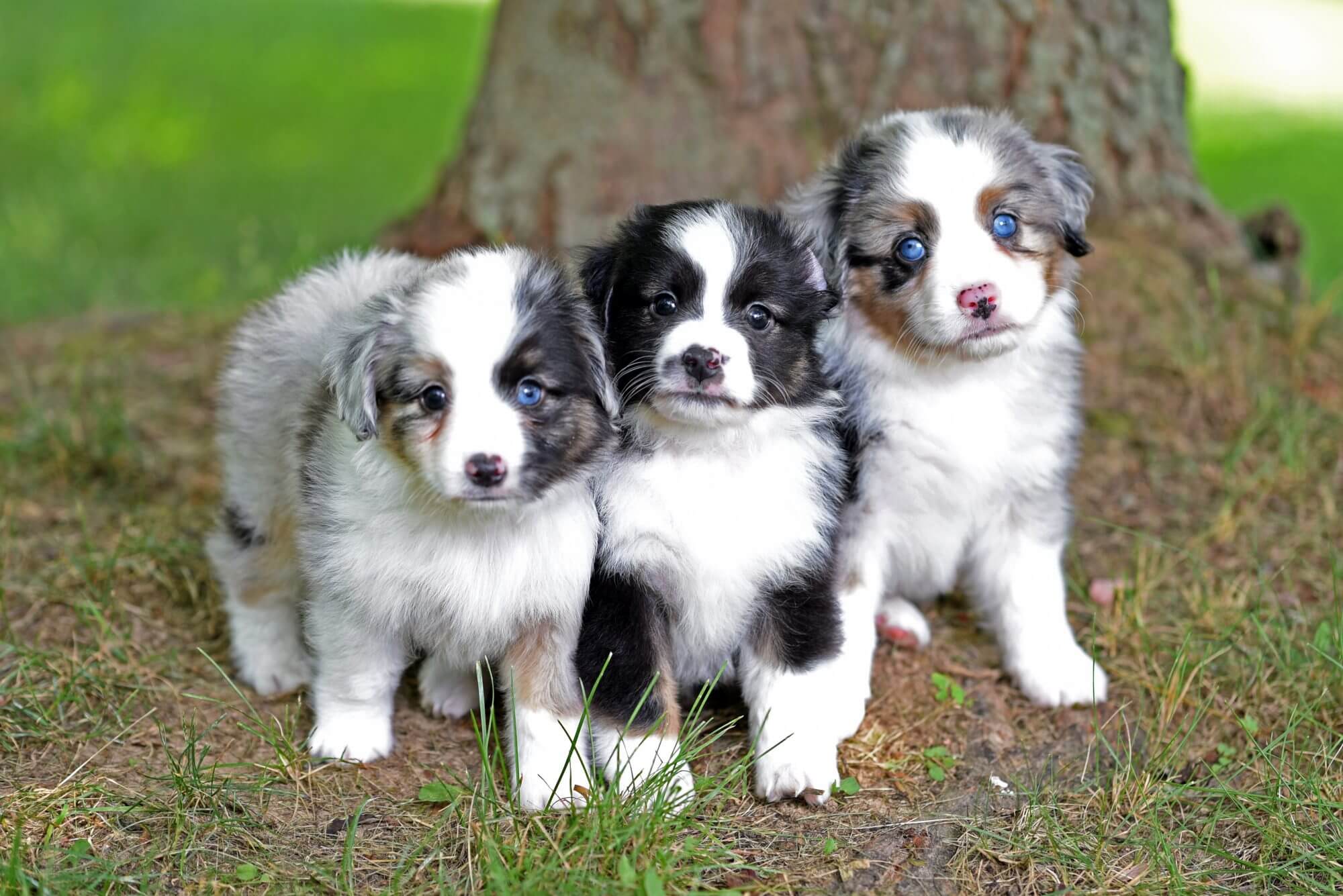 Are Toy Australian Shepherds For Families