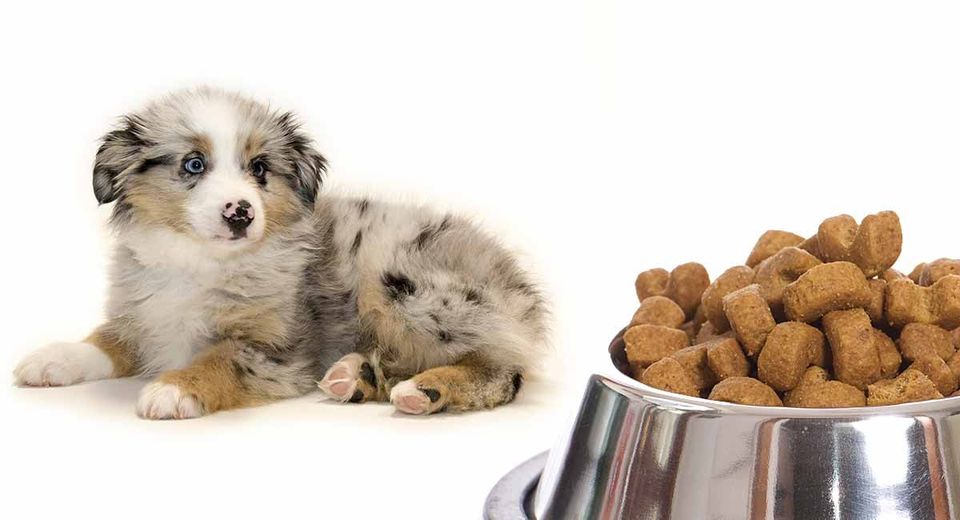 dog food recommended for australian shepherds