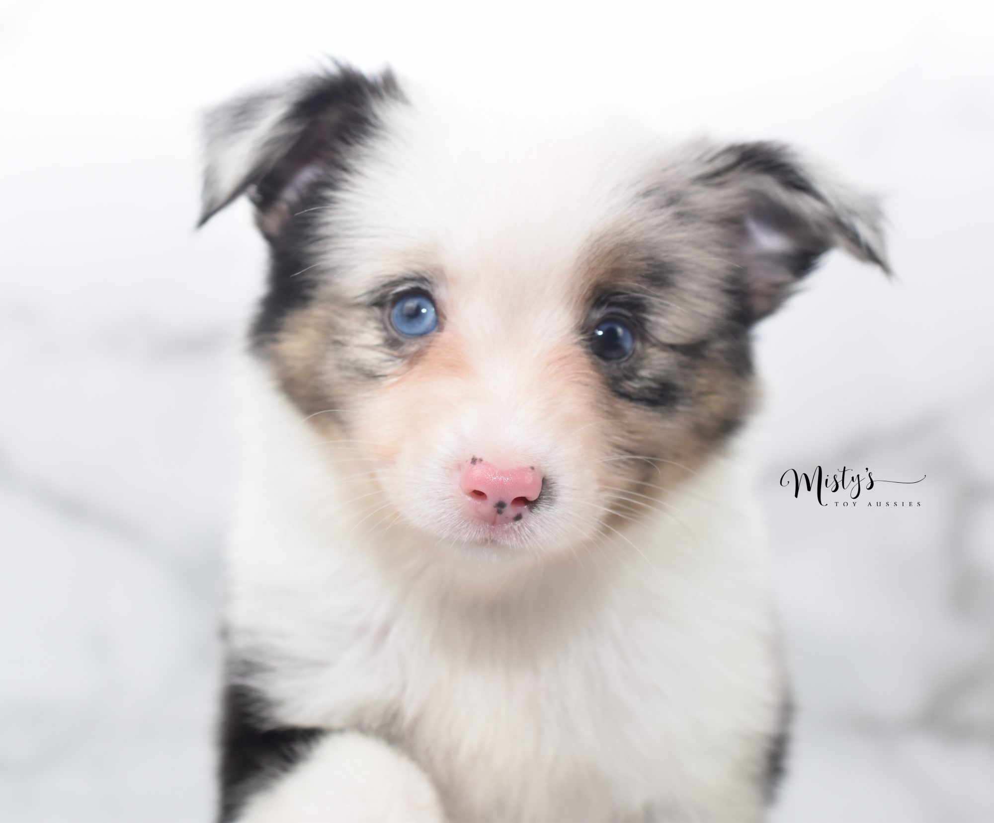 Leo | Misty's Toy Aussies