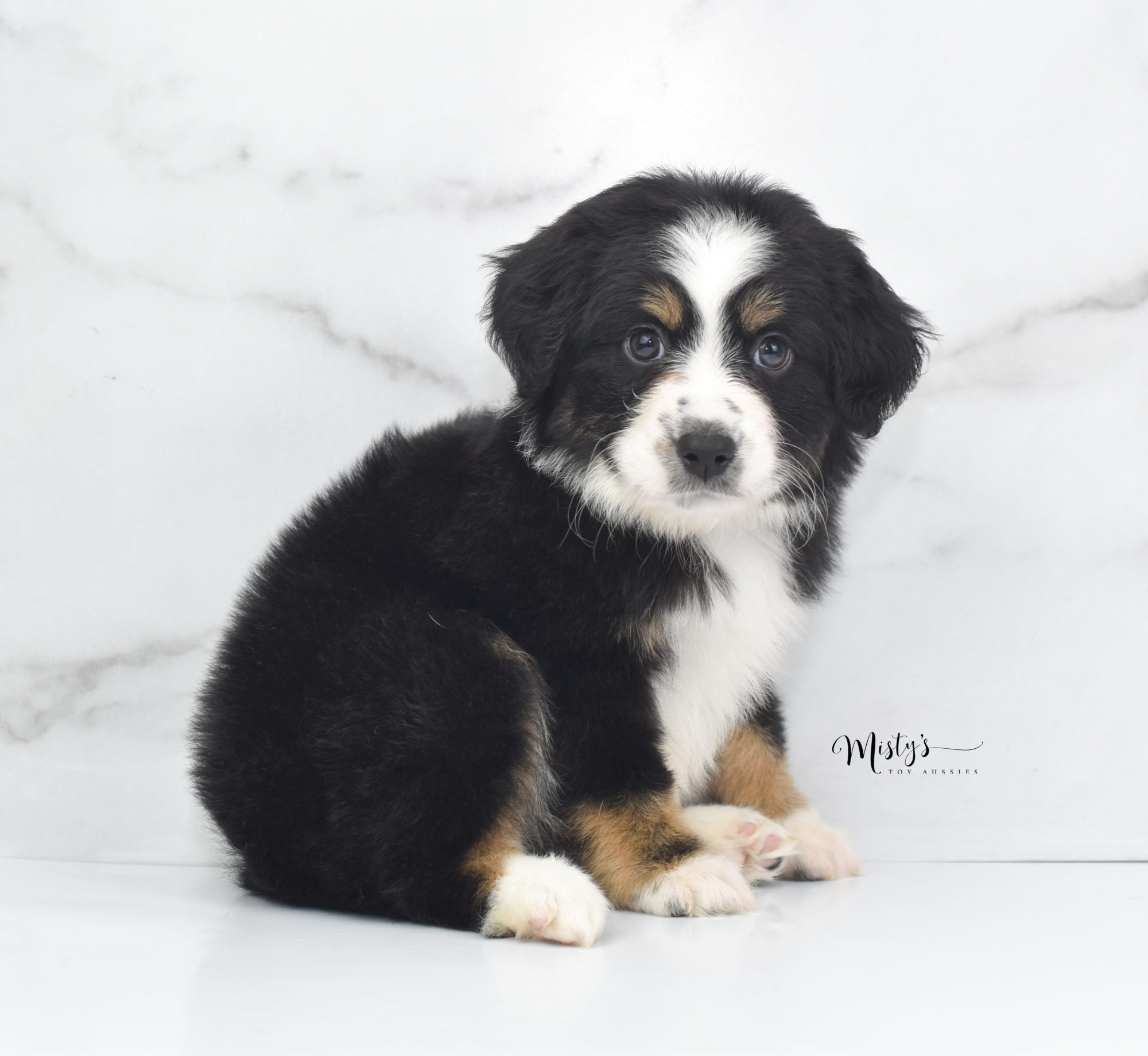 wade-7-weeks-misty-s-toy-aussies