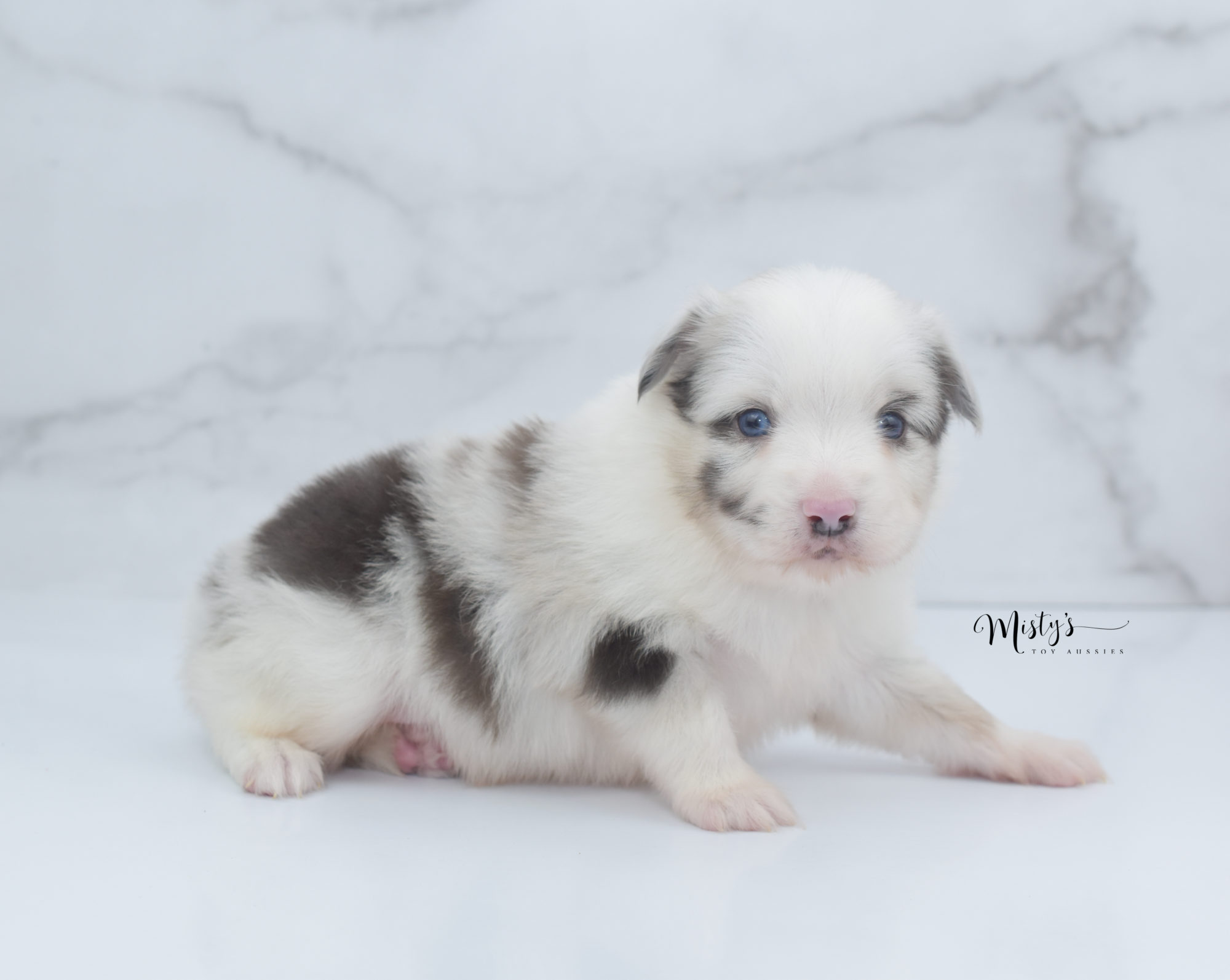 misty toy aussies