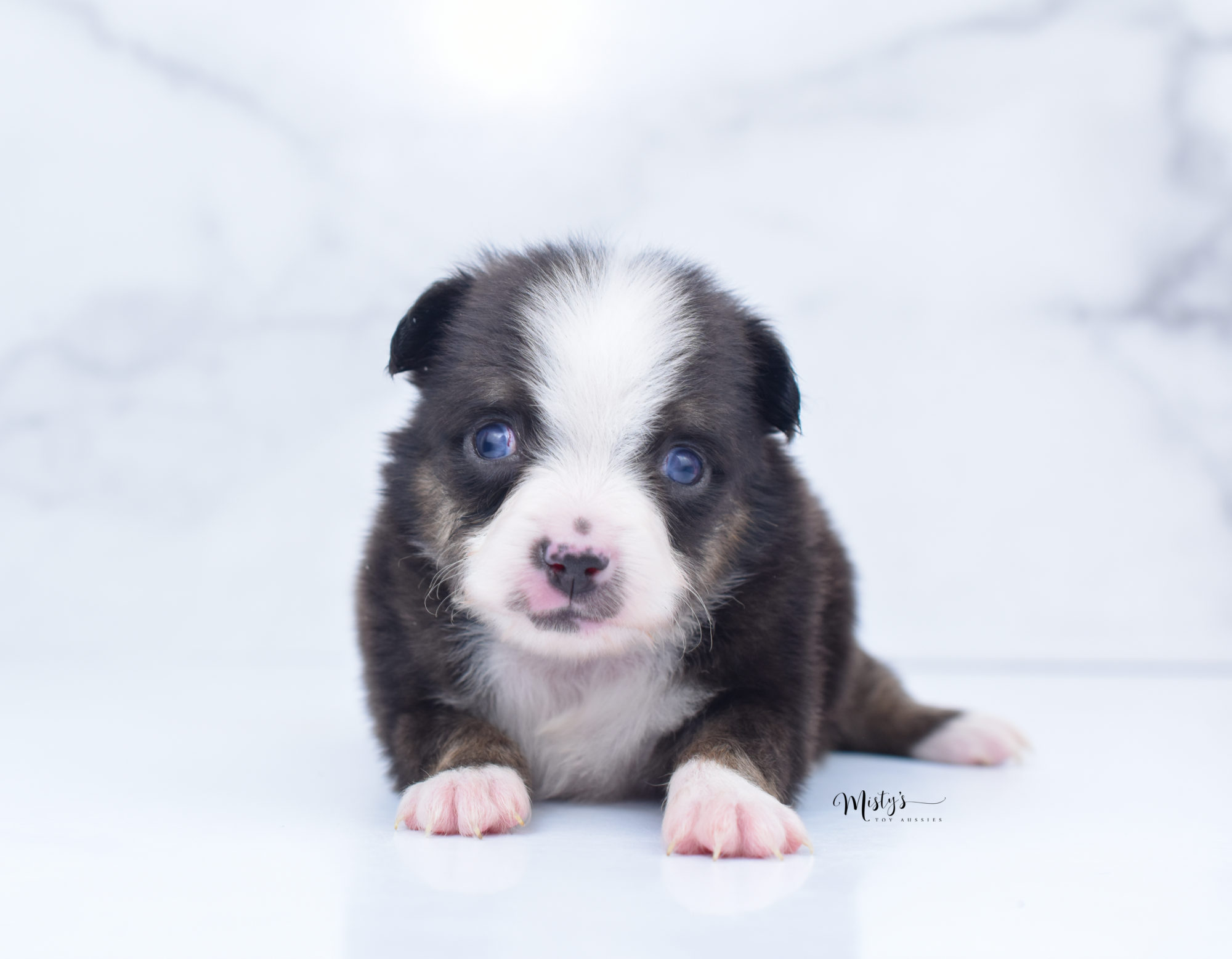 misty's toy aussies