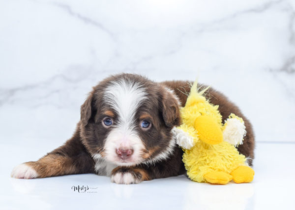 Mini / Toy Australian Shepherd Puppy Rufus