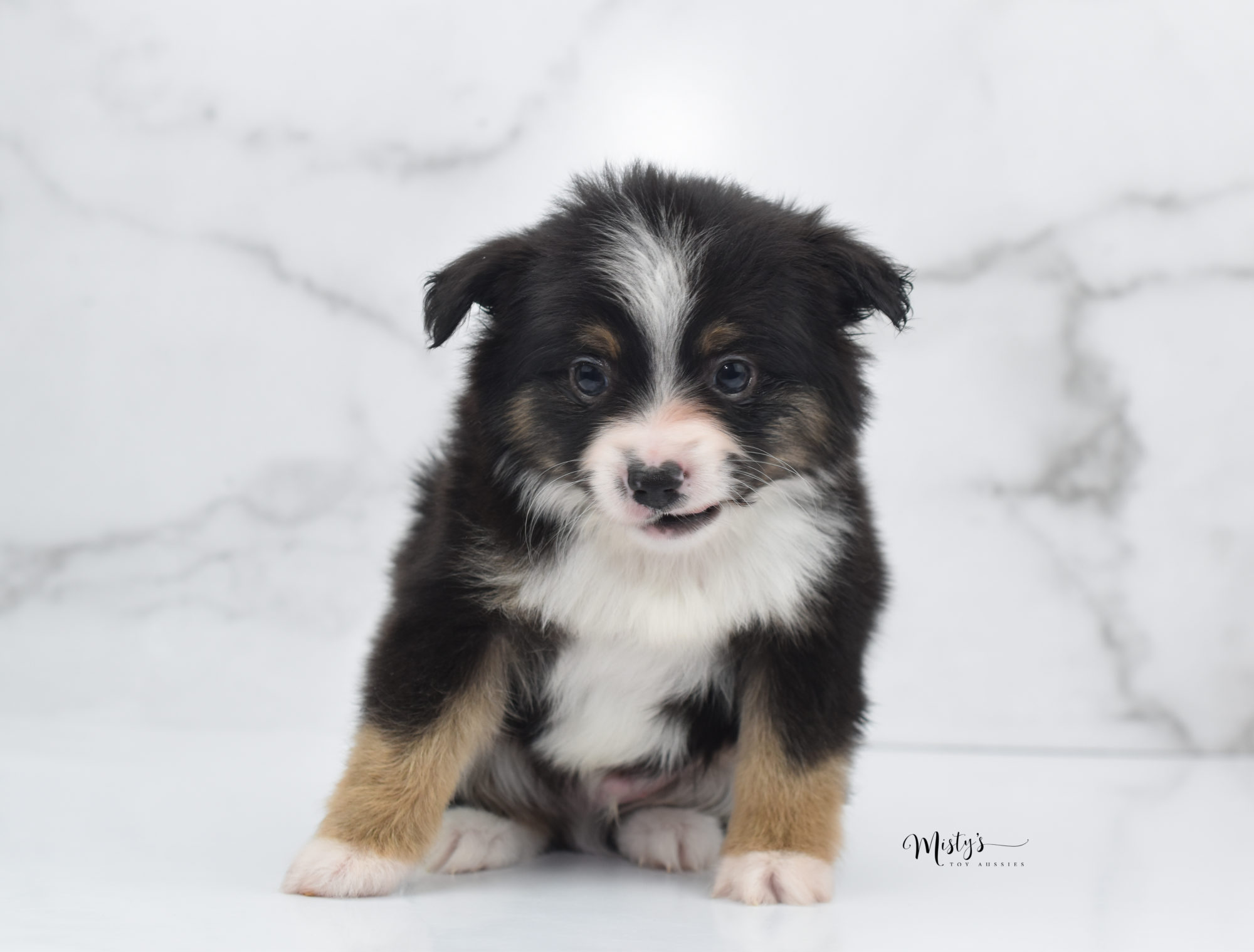 toy australian shepherd puppies for sale under $200