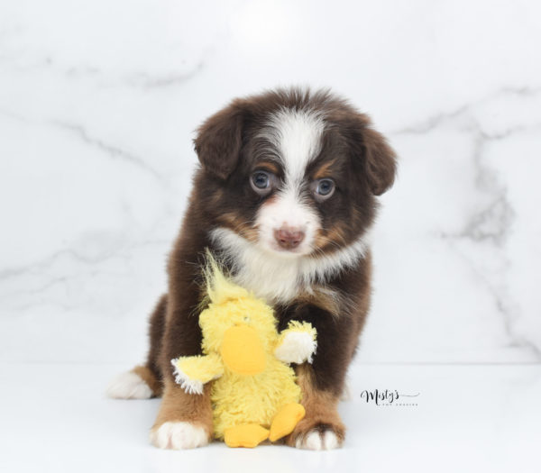 Mini / Toy Australian Shepherd Puppy Rufus