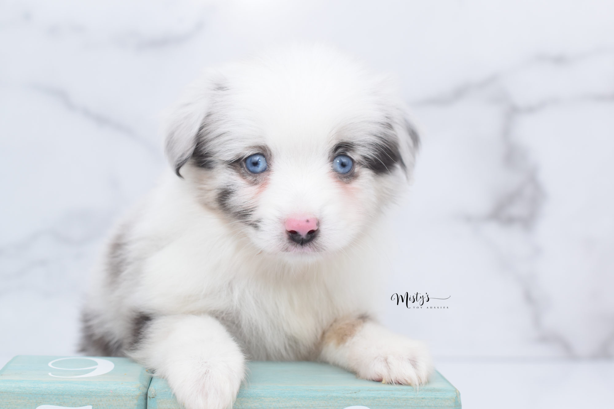 Puppy Nursery  Misty's Toy Aussies