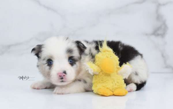 Mini / Toy Australian Shepherd Puppy Artic