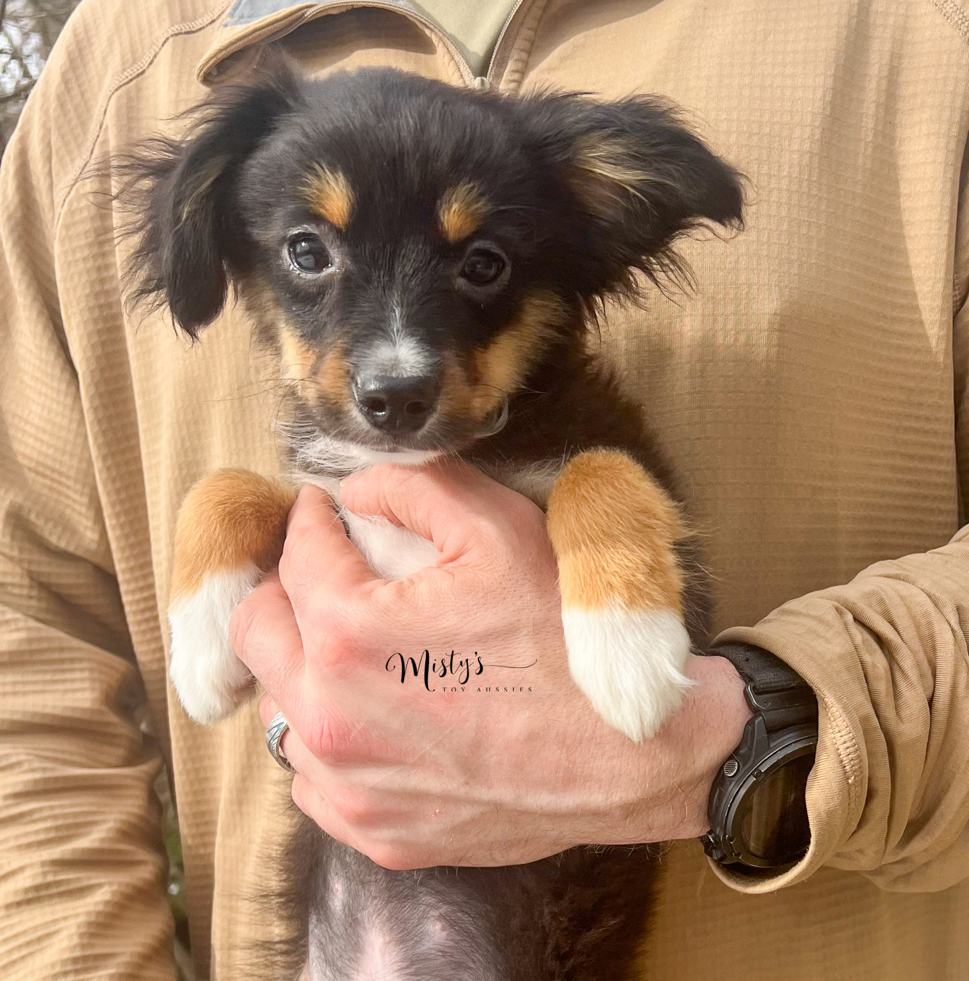 Mini aussie mixed with 2024 chihuahua