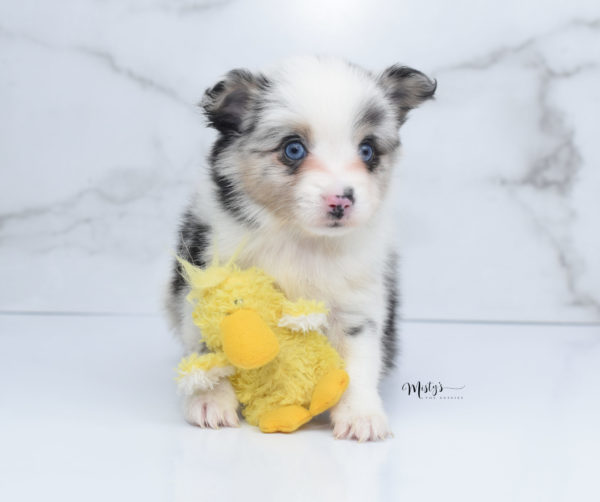 Mini / Toy Australian Shepherd Puppy Artic