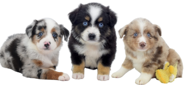 MY ADULT AUSSIES, Flying Walker Toy Aussie Puppies