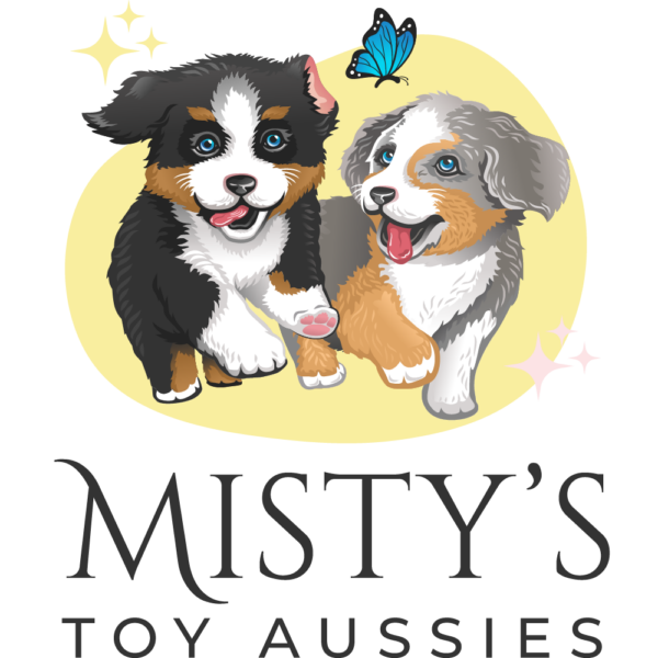 Toy Australian Shepherds - Double H Toy/Mini Farm