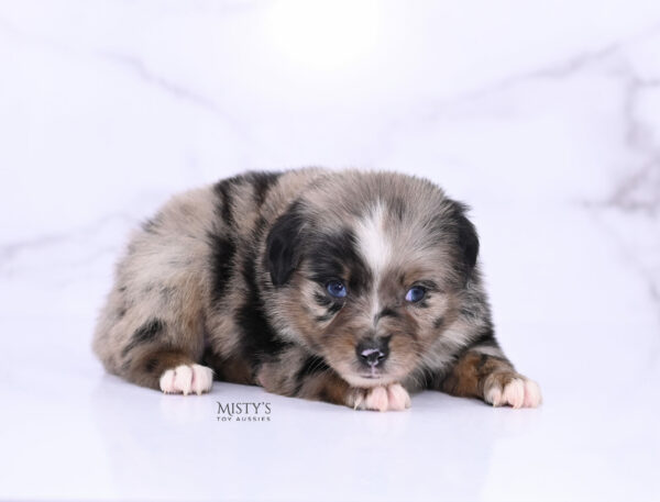 Mini / Toy Australian Shepherd Blue Merle Puppy Haisie