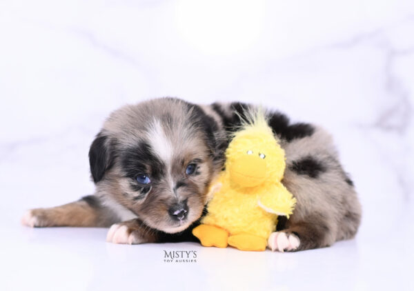 Mini / Toy Australian Shepherd Blue Merle Puppy Haisie