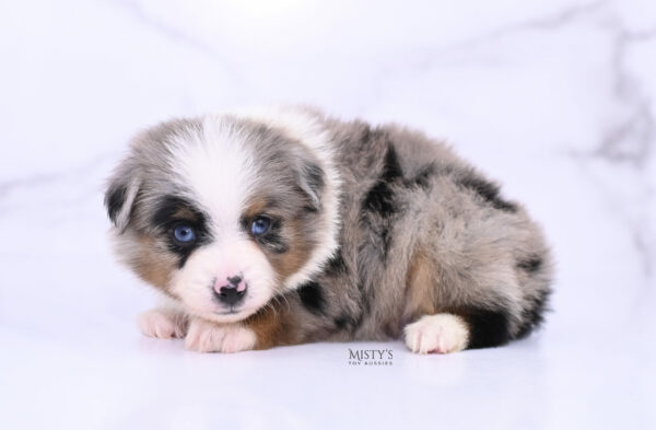 Mini / Toy Australian Shepherd Blue Merle Puppy Tiago