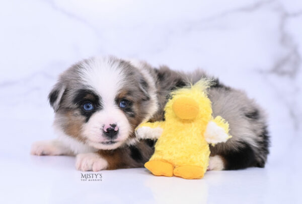 Mini / Toy Australian Shepherd Blue Merle Puppy Tiago