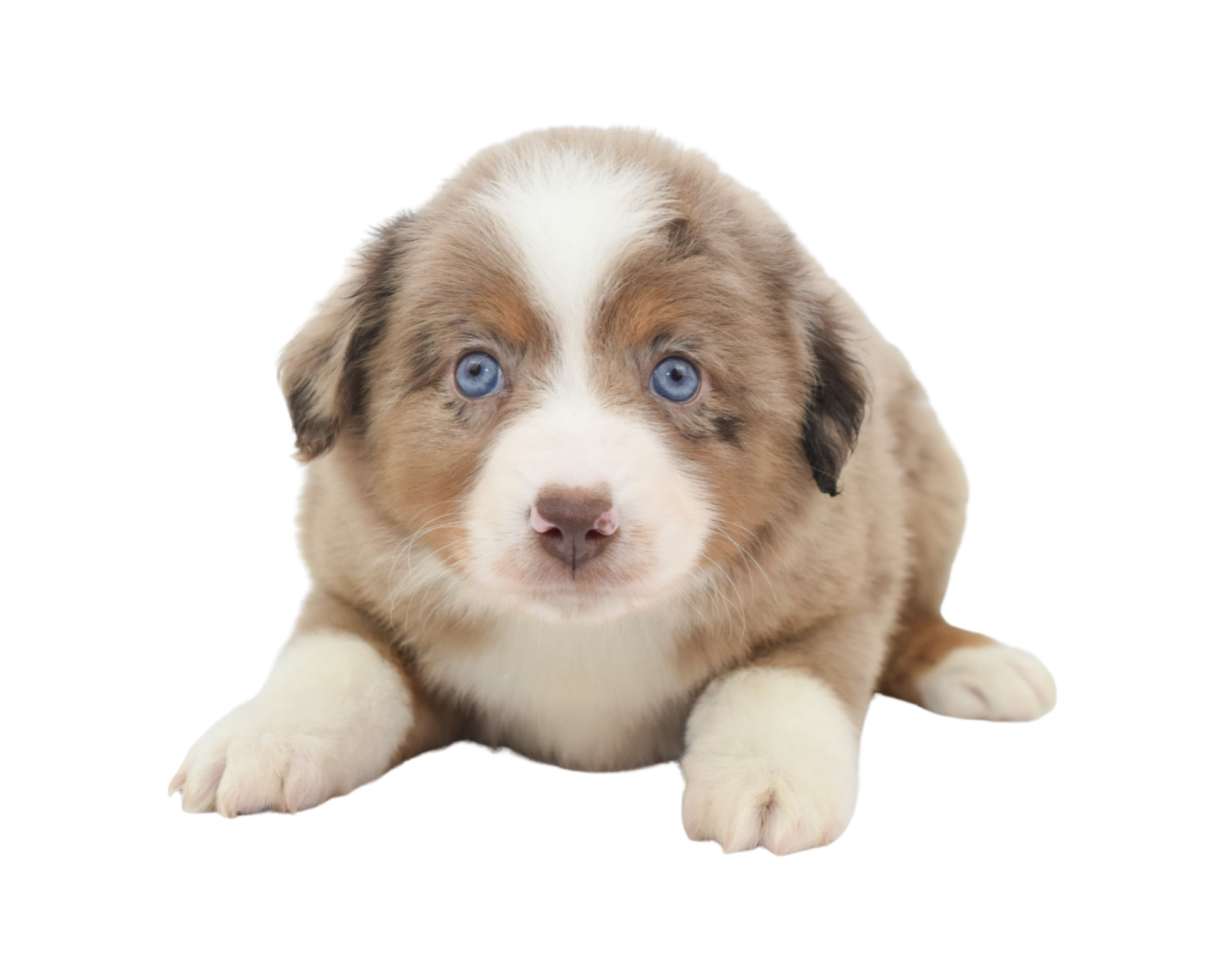 AUSSIE DOG PUPPY PACK MEDIUM - My Pet Warehouse