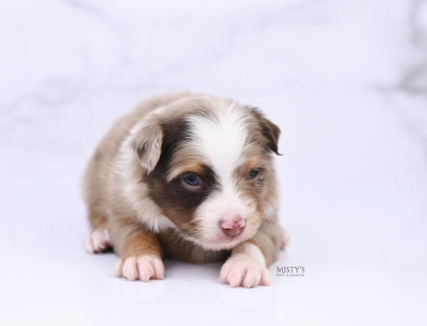 Mini / Toy Australian Shepherd Puppy Atomic