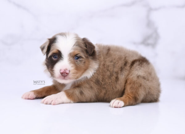 Mini / Toy Australian Shepherd Puppy Atomic