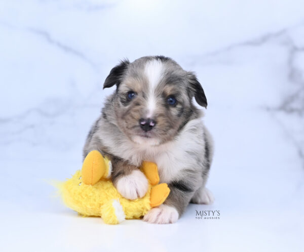 Mini / Toy Australian Shepherd Puppy Chickadee