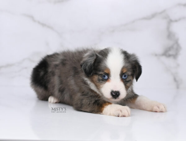 Mini / Toy Australian Shepherd Blue Merle Puppy Copper