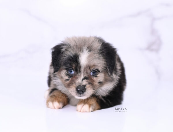 Mini / Toy Australian Shepherd Puppy Haisie