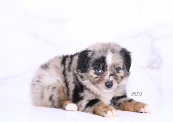 Mini / Toy Australian Shepherd Puppy Haisie