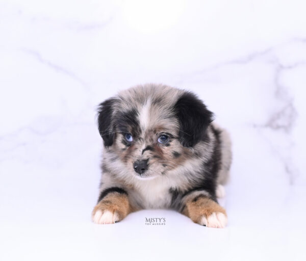 Mini / Toy Australian Shepherd Blue Merle Puppy Haisie - 7 Weeks
