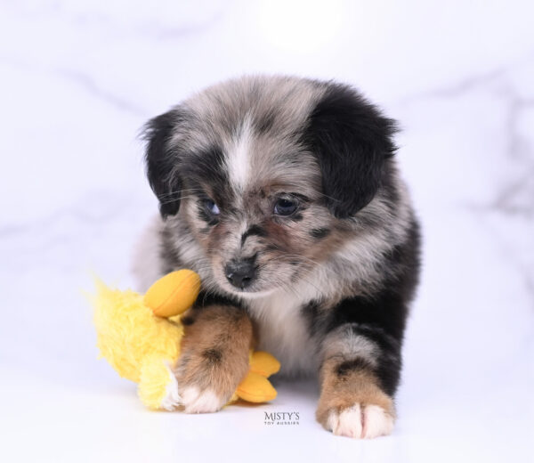 Mini / Toy Australian Shepherd Blue Merle Puppy Haisie - 7 Weeks