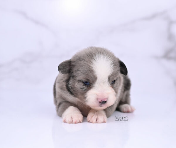 Mini / Toy Australian Shepherd Puppy Odin