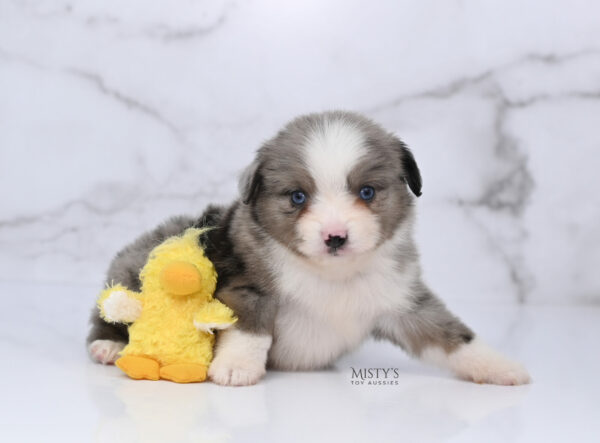Mini / Toy Australian Shepherd Puppy Odin