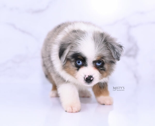 Mini / Toy Australian Shepherd Puppy Tiago