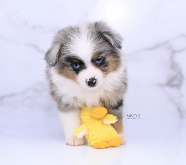 Mini / Toy Australian Shepherd Blue Merle Puppy Tiago - 7 Weeks