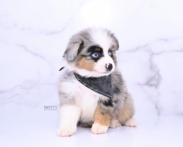 Mini / Toy Australian Shepherd Blue Merle Puppy Tiago - 7 Weeks