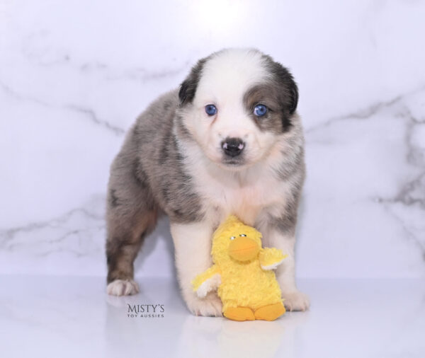 Mini / Toy Australian Shepherd Puppy Stellie