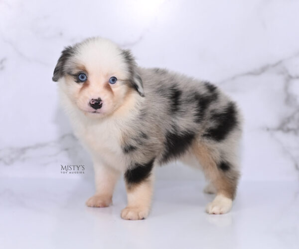 Mini / Toy Australian Shepherd Puppy Casper