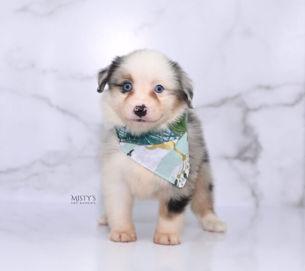 Mini / Toy Australian Shepherd Puppy Casper