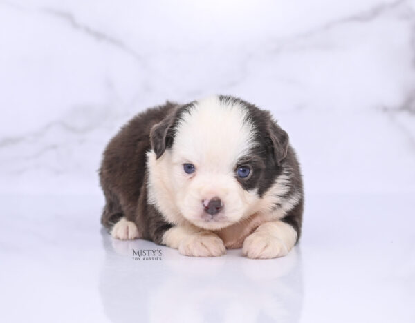 Mini / Toy Australian Shepherd Puppy Chet