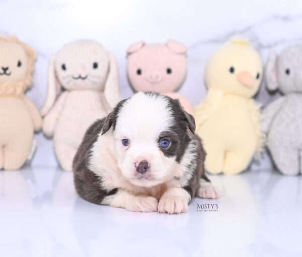 Mini / Toy Australian Shepherd Puppy Chet