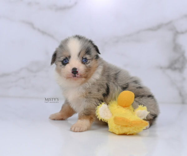Mini / Toy Australian Shepherd Puppy Opie