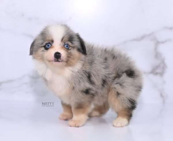 Mini / Toy Australian Shepherd Puppy Opie