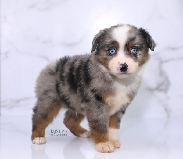 Mini / Toy Australian Shepherd Puppy Taluka