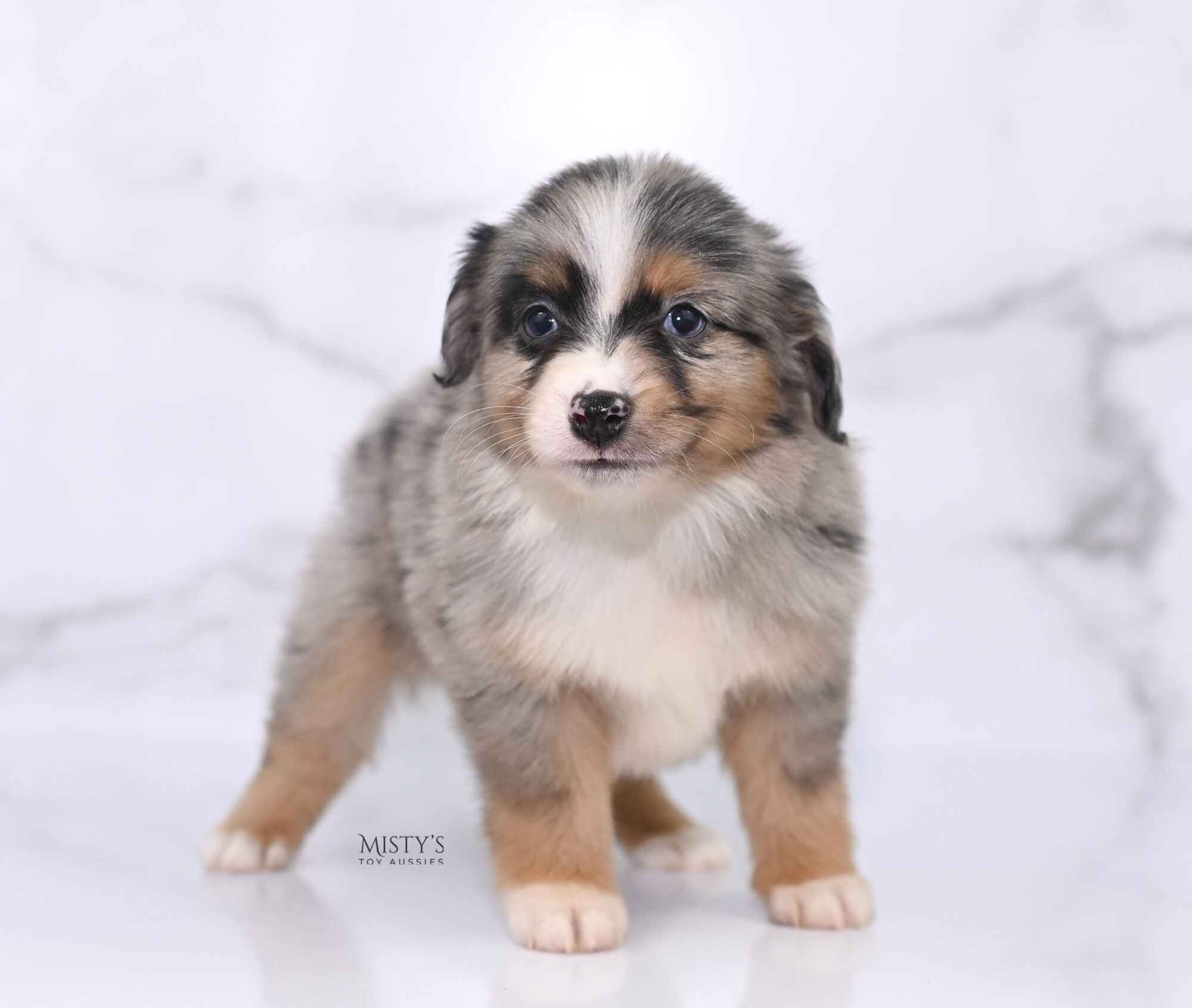 Puppy Nursery  Misty's Toy Aussies