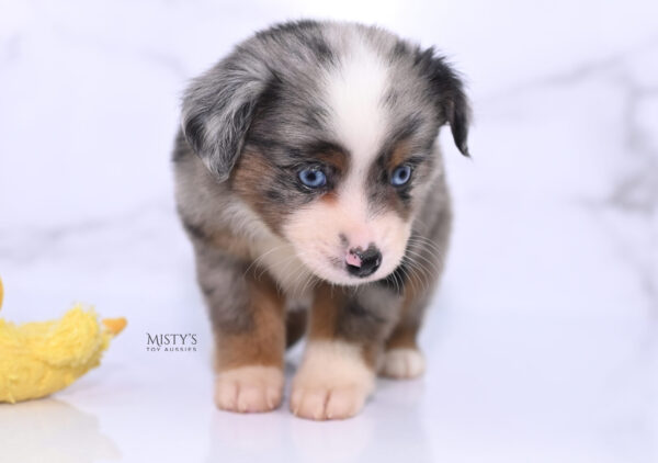 Mini / Toy Australian Shepherd Puppy Taluka