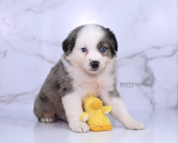 Mini / Toy Australian Shepherd Puppy Bluesy