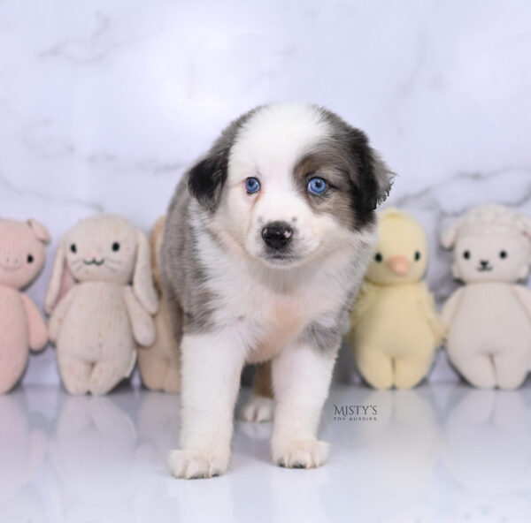 Mini / Toy Australian Shepherd Puppy Bluesy
