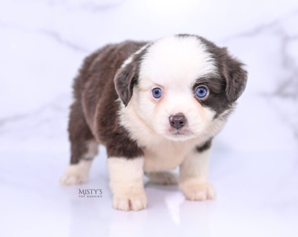 Mini / Toy Australian Shepherd Puppy Chiggy