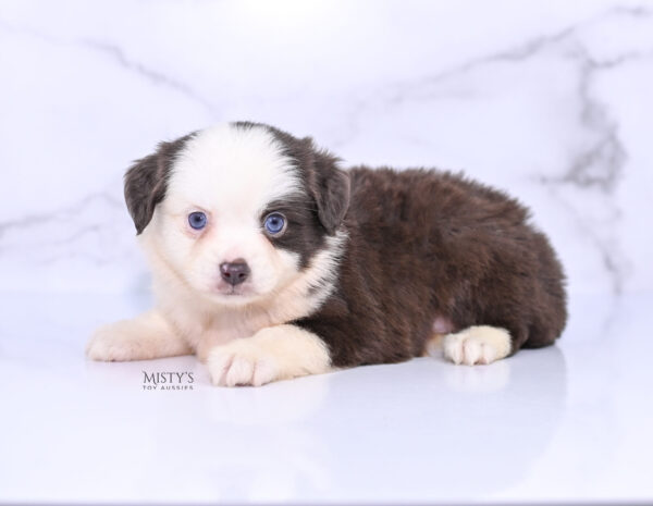 Mini / Toy Australian Shepherd Puppy Chiggy