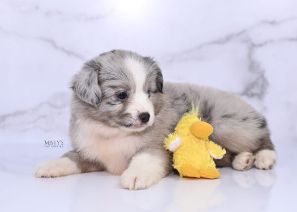Mini / Toy Australian Shepherd Puppy Lilou