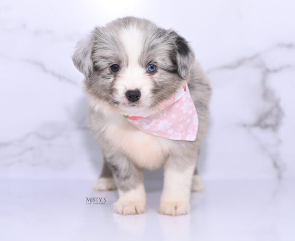 Mini / Toy Australian Shepherd Puppy Lilou